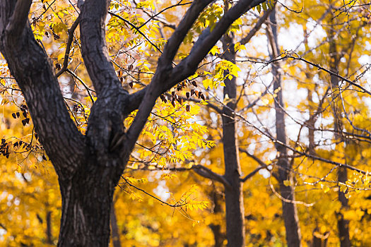 秋天树枝上变黄的树叶,季节变化