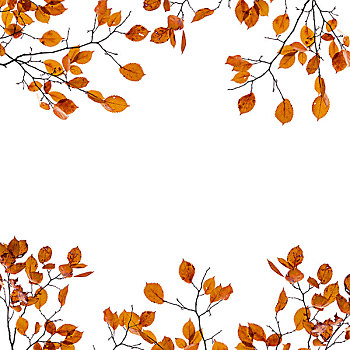 秋天,背景,黄叶,枝条,隔绝,白色背景