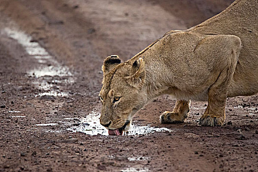 非洲,坦桑尼亚,恩戈罗恩戈罗火山口,雌狮,狮子,喝,雨