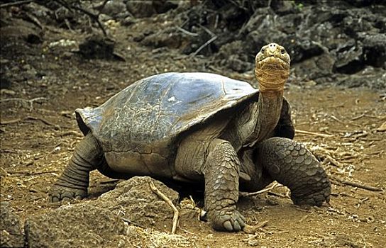 巨大,龟,加拉帕戈斯陆龟,加拉帕戈斯