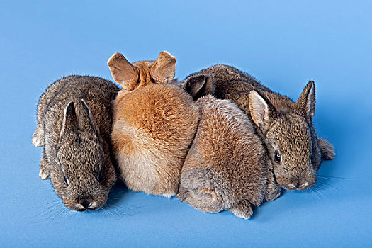 四个,驯服,兔子,兔豚鼠属