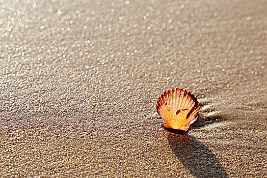 海边的贝壳