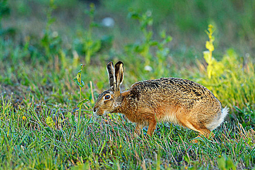 欧洲野兔,棕兔,觅食,食物,布尔根兰,奥地利,欧洲