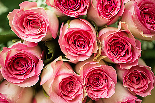 漂亮,玫瑰,庆贺,概念