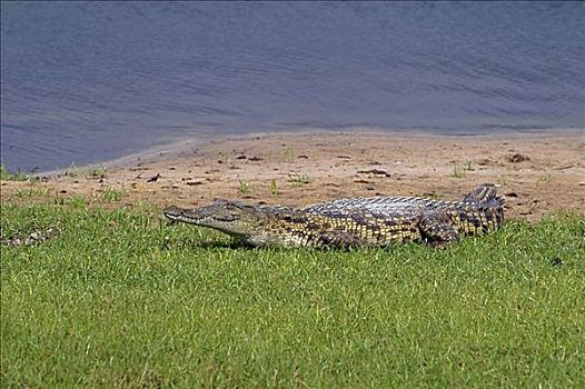 尼罗鳄,休息,河岸,乔贝国家公园,博茨瓦纳