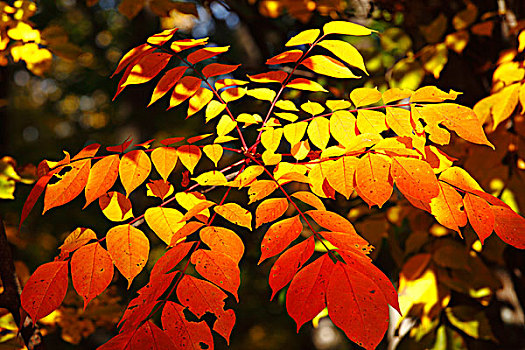 彩色,漆器,树,秋天