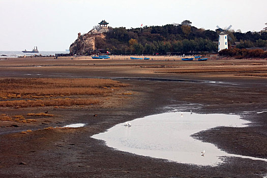 雁,野生动物,保护,湿地,秦皇岛,北戴河,候鸟,大海,迁徙,觅食,嬉戏,飞翔,编队,雁阵,鸟,鹤