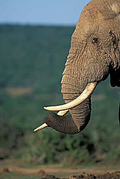 南非,阿多大象国家公园,公象,非洲象,水潭