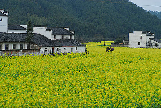 江西婺源民居和油菜花田