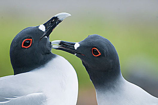 海鸥,燕尾鸥,一对,相互,梳理,求爱,加拉帕戈斯群岛,厄瓜多尔