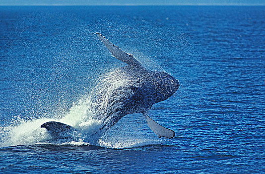 鲸,大翅鲸属,鲸鱼,成年,鲸跃,阿拉斯加