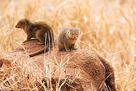 一对,矮小,猫鼬,白蚁窝,塔兰吉雷国家公园,坦桑尼亚