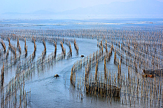 福建霞浦,渔船,养殖