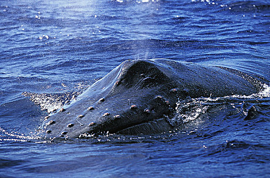 鲸,大翅鲸属,鲸鱼,头部,水面,阿拉斯加