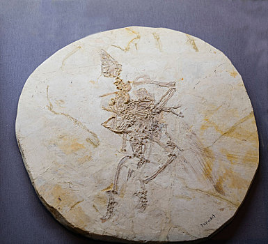 孔子鸟化石标本