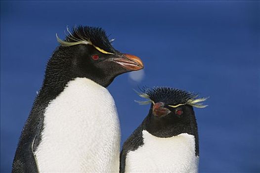 凤冠企鹅,南跳岩企鹅,一对,福克兰群岛