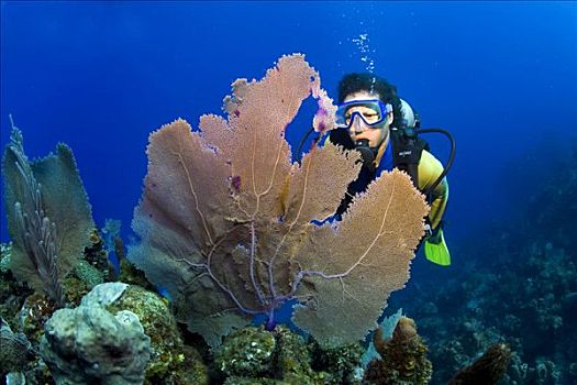 潜水者,游泳,后面,海扇,珊瑚礁,洪都拉斯,加勒比海,中美洲