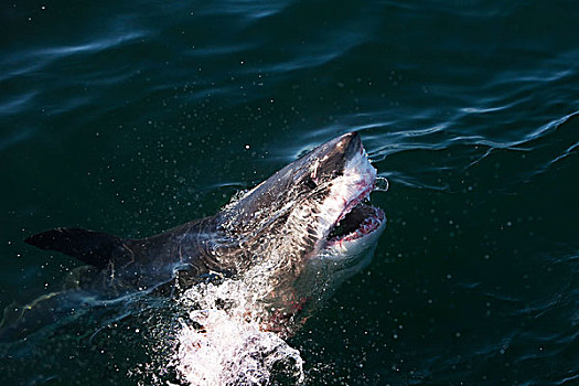 大白鲨,沙鲨属,成年,水面,张嘴,福尔斯湾,南非