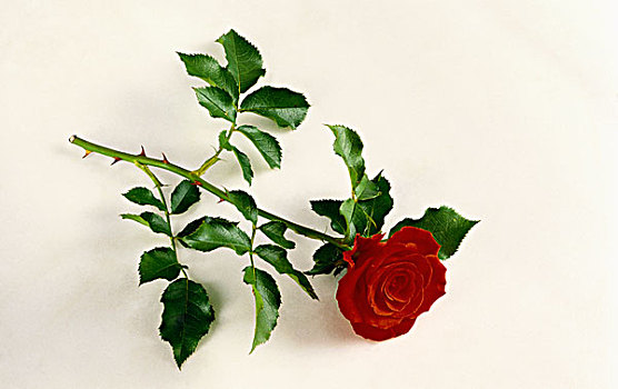 一个,红玫瑰,茎,叶子