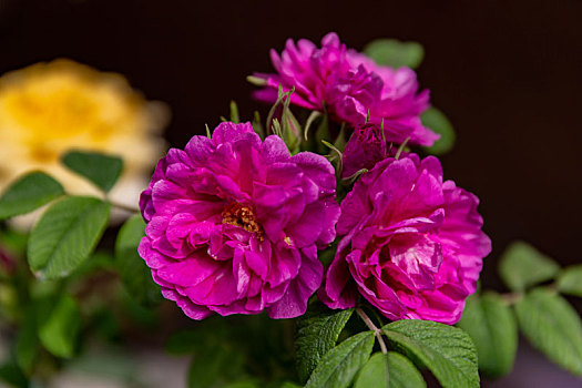 鮮花