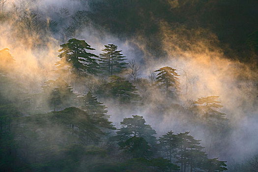 日出黄山松