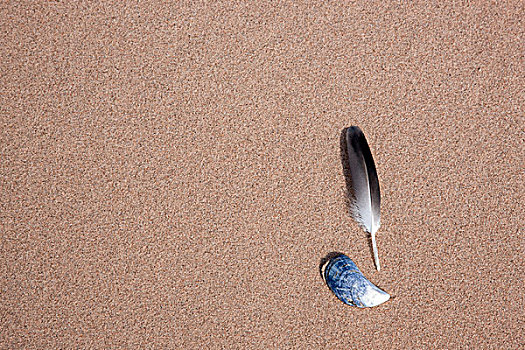 羽毛,壳,海滩,岛,内赫布里底群岛,苏格兰