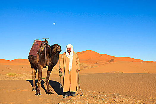 站立,阿拉伯骆驼,却比沙丘,摩洛哥
