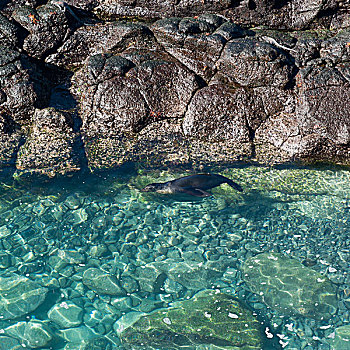 海狮,游泳,泻湖,加拉帕戈斯