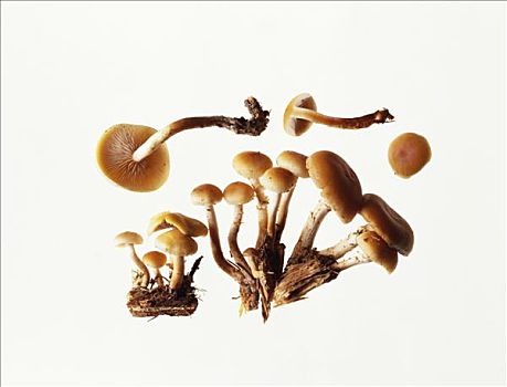 蘑菇,冬天