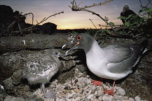 海鸥,燕尾鸥,本土动植物,保护,幼禽,鹅卵石,窝,赫诺韦萨岛,加拉帕戈斯群岛,厄瓜多尔