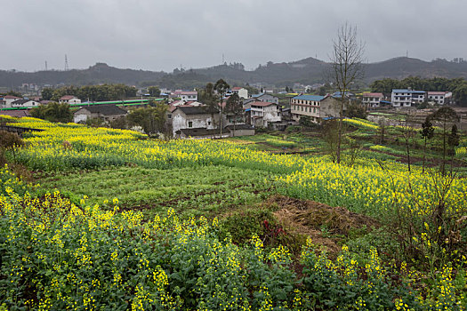 油菜花