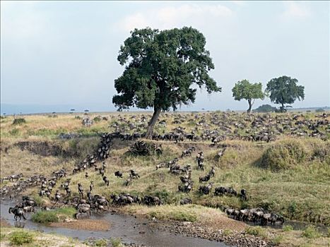 大,牧群,角马,斑马,穿过,季节,河,分界线,马塞马拉野生动物保护区,塞伦盖蒂国家公园,坦桑尼亚北部,迁徙,马赛马拉