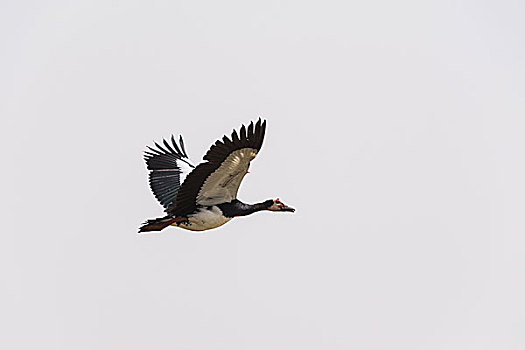 鹅,飞行,焦奇,国家公园,塞内加尔,非洲