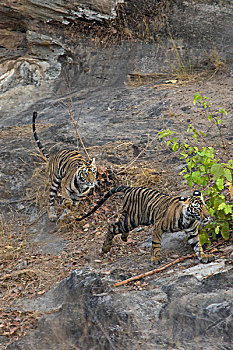 孟加拉虎,虎,老,班德哈维夫国家公园,印度