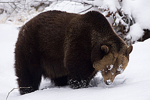 棕熊,雪中,俘获,巴伐利亚森林国家公园,巴伐利亚,德国,欧洲