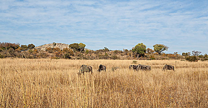 动物,放牧,南非