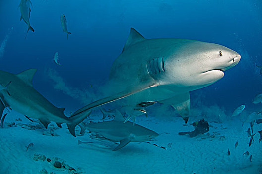 水下视角,怀孕,雄性动物,鲨鱼,干盐湖,卡门,墨西哥