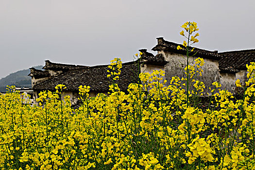 花海溢古村