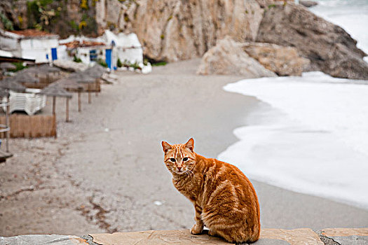 猫,坐,石头,石台,海滩,马拉加,安达卢西亚,西班牙