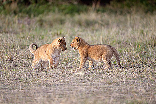 狮子,玩,幼兽,马赛马拉国家保护区,肯尼亚,非洲