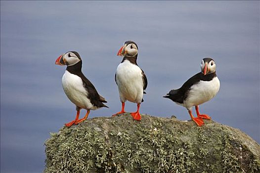 角嘴海雀,北极,挪威