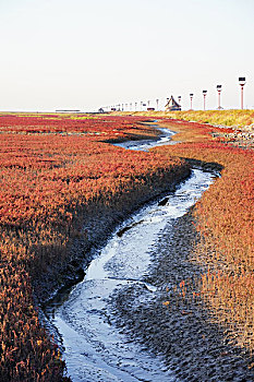 红海滩,渤海湾