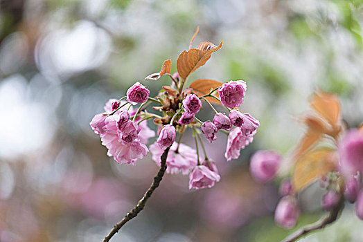 樱花,春天