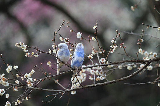 梅花树上的鹦鹉