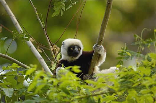 马达加斯加狐猴,水果,双子叶植物,本土动植物,树,严厉,自然保护区,西部,落叶林,马达加斯加