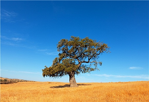 孤树,麦田,背景,蓝天