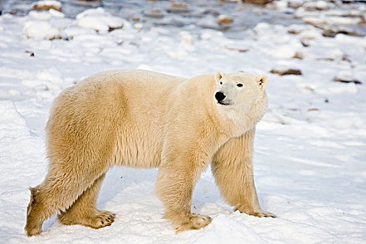 北极熊,靠近,哈得逊湾,丘吉尔市,加拿大