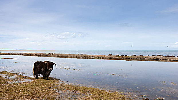 青海湖