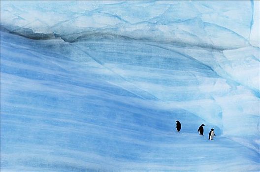 阿德利企鹅,三个,冰山,南极