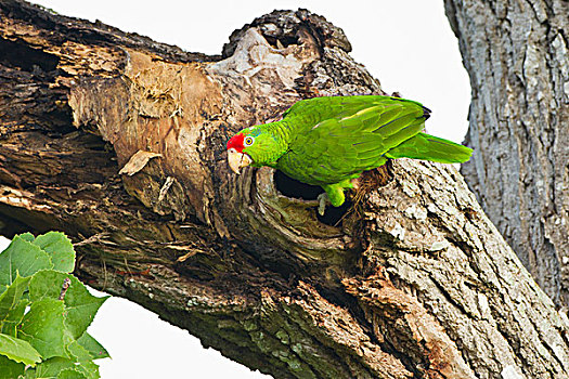 鹦鹉,亚马逊河鹦鹉,成年,巢,德克萨斯,美国